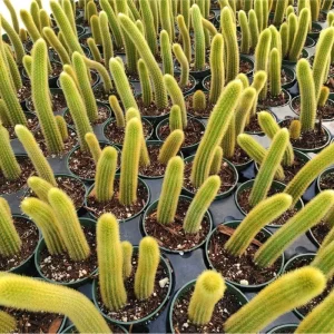 Golden Rat Tail Cactus Live Plant 2 Inch - Indoor/Outdoor Succulent - Image 1