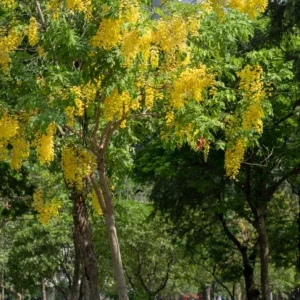 Golden Shower Tree Live Plant – 8-10 Inch Tall – 4 Inch Pot – Ornamental Tree - Image 10