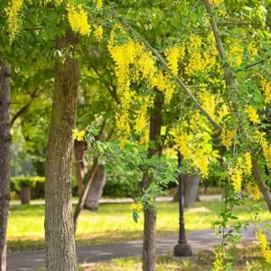 Golden Shower Tree Live Plant – 8-10 Inch Tall – 4 Inch Pot – Ornamental Tree - Image 1