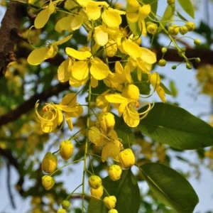 Golden Shower Tree Live Plant – 8-10 Inch Tall – 4 Inch Pot – Ornamental Tree - Image 2