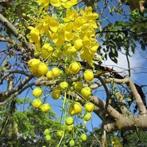 Golden Shower Tree Live Plant – 8-10 Inch Tall – 4 Inch Pot – Ornamental Tree - Image 3