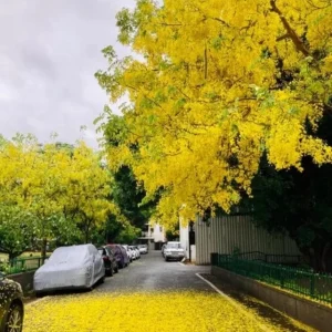 Golden Shower Tree Live Plant – 8-10 Inch Tall – 4 Inch Pot – Ornamental Tree - Image 4