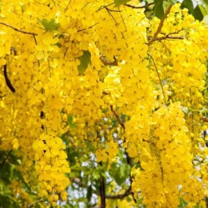 Golden Shower Tree Live Plant – 8-10 Inch Tall – 4 Inch Pot – Ornamental Tree - Image 5