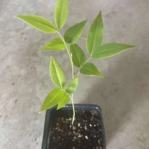 Golden Shower Tree Live Plant – 8-10 Inch Tall – 4 Inch Pot – Ornamental Tree - Image 6