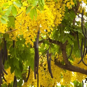 Golden Shower Tree Live Plant – 8-10 Inch Tall – 4 Inch Pot – Ornamental Tree - Image 7