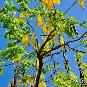Golden Shower Tree Live Plant – 8-10 Inch Tall – 4 Inch Pot – Ornamental Tree - Image 9