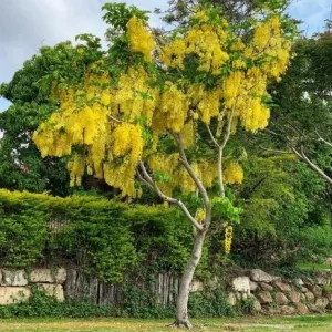 Golden Shower Tree Live Plant, Indian Laburnum, 8-10 Inch Tall, 4 Inch Pot, Outdoor - Image 2