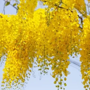 Golden Shower Tree Live Plant, Indian Laburnum, 8-10 Inch Tall, 4 Inch Pot, Outdoor - Image 3