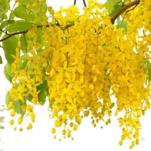 Golden Shower Tree Live Plant, Indian Laburnum, 8-10 Inch Tall, 4 Inch Pot, Outdoor - Image 4