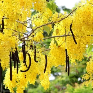 Golden Shower Tree Live Plant, Indian Laburnum, 8-10 Inch Tall, 4 Inch Pot, Outdoor - Image 5