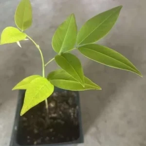 Golden Shower Tree Live Plant, Indian Laburnum, 8-10 Inch Tall, 4 Inch Pot, Outdoor - Image 6