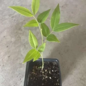 Golden Shower Tree Live Plant, Indian Laburnum, 8-10 Inch Tall, 4 Inch Pot, Outdoor - Image 7