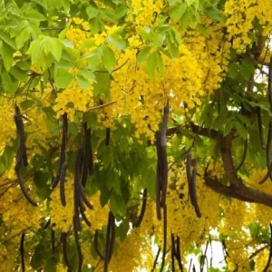 Golden Shower Tree Live Plant, Indian Laburnum, 8-10 Inch Tall, 4 Inch Pot, Outdoor - Image 1