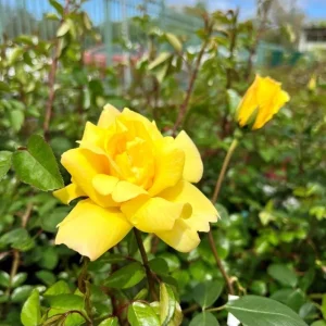 Golden Showers Yellow Climbing Rose Plant Live, Fragrant Climber, 4-6 Inch Tall Outdoor - Image 3