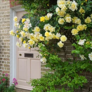 Golden Showers Yellow Climbing Rose Plant Live, Fragrant Climber, 4-6 Inch Tall Outdoor - Image 4