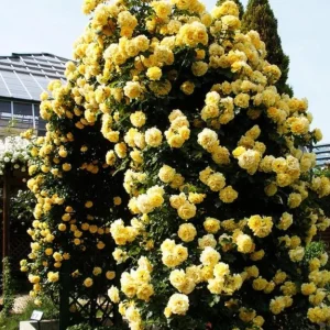 Golden Showers Yellow Climbing Rose Plant Live, Fragrant Climber, 4-6 Inch Tall Outdoor - Image 5