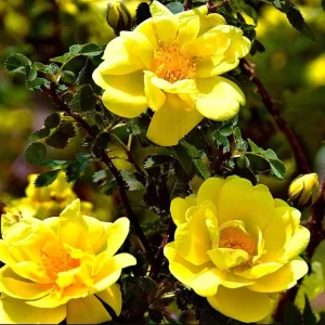 Golden Showers Yellow Climbing Rose Plant Live, Fragrant Climber, 4-6 Inch Tall Outdoor - Image 6