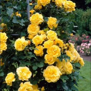 Golden Showers Yellow Climbing Rose Plant Live, Fragrant Climber, 4-6 Inch Tall Outdoor - Image 7