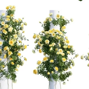 Golden Showers Yellow Climbing Rose Plant Live, Fragrant Climber, 4-6 Inch Tall Outdoor - Image 8