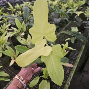Golden Violin Philodendron Aurea Live Plant – Rare Tropical Houseplant – 6 Inch Pot - Image 2