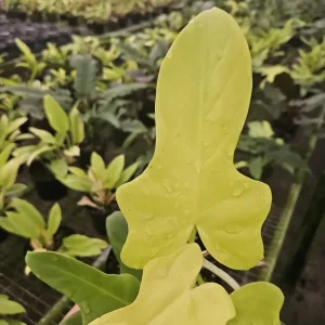 Golden Violin Philodendron Aurea Live Plant – Rare Tropical Houseplant – 6 Inch Pot - Image 3