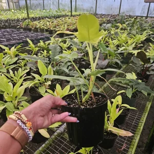 Golden Violin Philodendron Aurea Live Plant – Rare Tropical Houseplant – 6 Inch Pot - Image 4