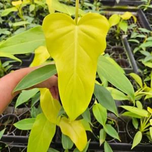 Golden Violin Philodendron Aurea Live Plant – Rare Tropical Houseplant – 6 Inch Pot - Image 1