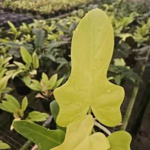 Golden Violin Philodendron Aurea Live Plant – Rare Tropical Houseplant – 6 Inch Pot - Image 5