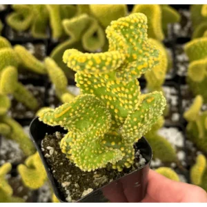 Golden Wavy Cactus Plant Opuntia Microdasys Monstrosus Live Succulent 2.5