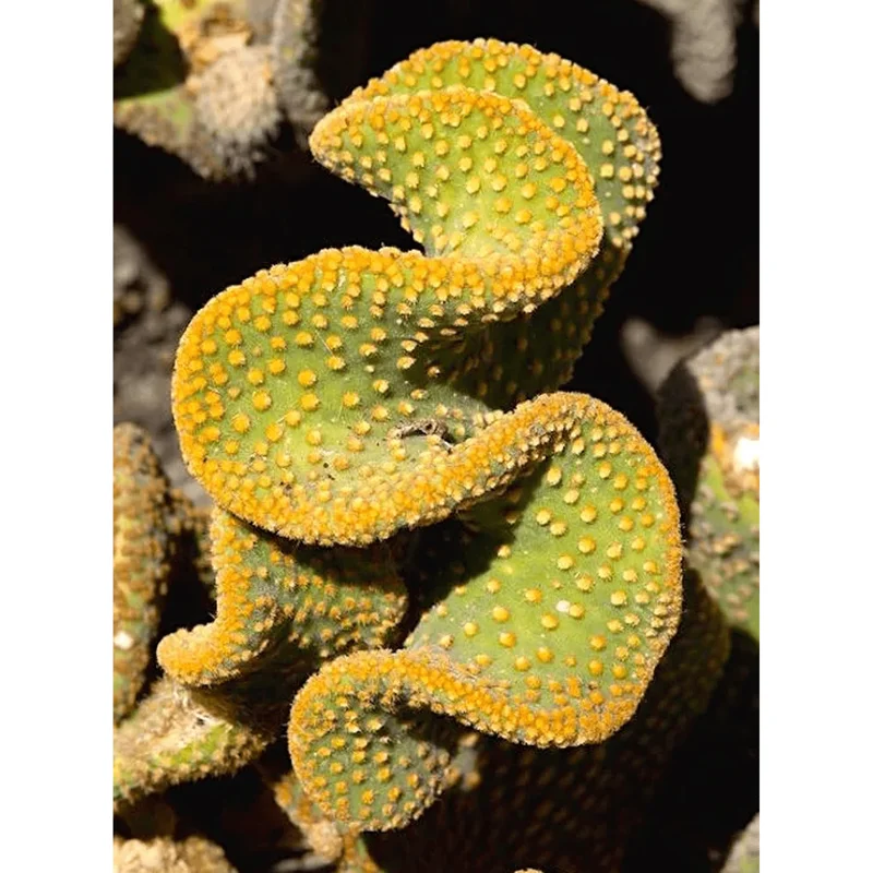 Golden Wavy Cactus Plant Opuntia Microdasys Monstrosus Live Succulent 2.5" Pot - Image 3