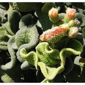 Golden Wavy Cactus Plant Opuntia Microdasys Monstrosus Live Succulent 2.5