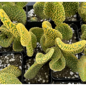 Golden Wavy Cactus Plant Opuntia Microdasys Monstrosus Live Succulent 2.5