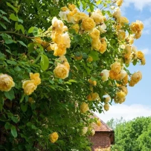 Golden Yellow Climbing Rose Live Plant - Heirloom, Fragrant, 4-7 Inch Tall - Image 2