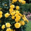 Golden Yellow Climbing Rose Live Plant - Heirloom, Fragrant, 4-7 Inch Tall - Image 1