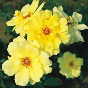 Golden Yellow Climbing Rose Live Plant - Heirloom, Fragrant, 4-7 Inch Tall - Image 3