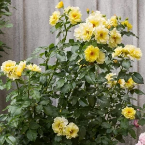 Golden Yellow Climbing Rose Live Plant - Heirloom, Fragrant, 4-7 Inch Tall - Image 4