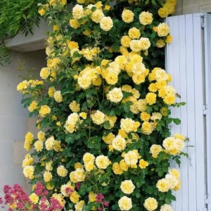 Golden Yellow Climbing Rose Live Plant - Heirloom, Fragrant, 4-7 Inch Tall - Image 5