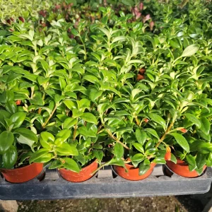 Goldfish Christmas Holly Plant Nematanthus Hybrid Live Plant 2in Pot Indoor - Image 3