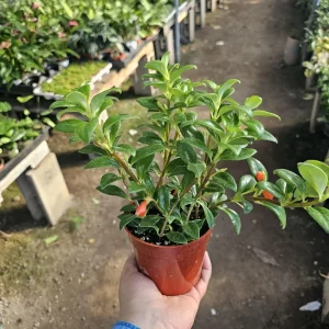 Goldfish Christmas Holly Plant Nematanthus Hybrid Live Plant 2in Pot Indoor - Image 4