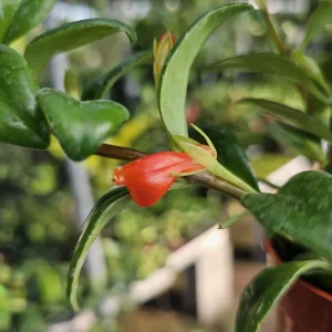 Goldfish Christmas Holly Plant Nematanthus Hybrid Live Plant 2in Pot Indoor - Image 6