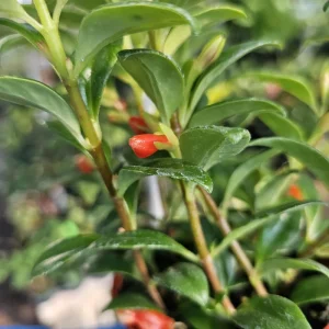 Goldfish Christmas Holly Plant Nematanthus Hybrid Live Plant 2in Pot Indoor - Image 7
