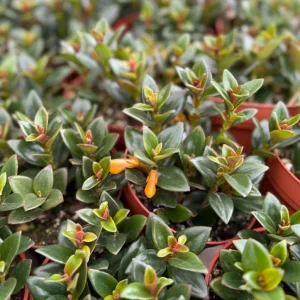 Goldfish Plant Live Houseplant – 4 Inch Pot – Rare Tropical Indoor Plant - Image 2