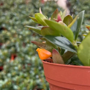 Goldfish Plant Live Houseplant – 4 Inch Pot – Rare Tropical Indoor Plant - Image 3