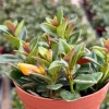 Goldfish Plant Live Houseplant – Rare Orange Blooms in 4 Inch Pot - Image 1