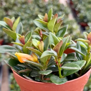 Goldfish Plant Live Houseplant – Rare Orange Blooms in 4 Inch Pot - Image 1