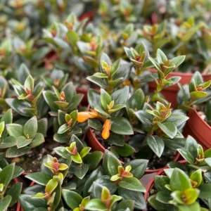 Goldfish Plant Live Houseplant – Rare Orange Blooms in 4 Inch Pot - Image 2