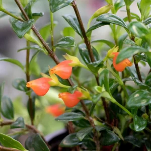Goldfish Plant Live Plant - 2-5 inch Nematanthus Hybrid Trailing Orange Bloom Houseplant for Hanging Baskets - Image 2