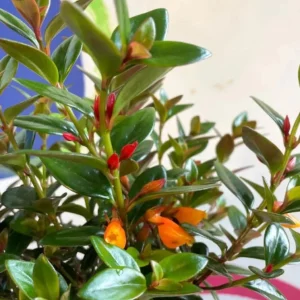 Goldfish Plant Live Plant - 2-5 inch Nematanthus Hybrid Trailing Orange Bloom Houseplant for Hanging Baskets - Image 3