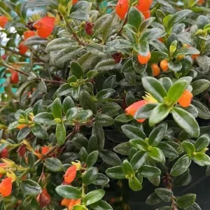 Goldfish Plant Live Plant - 2-5 inch Nematanthus Hybrid Trailing Orange Bloom Houseplant for Hanging Baskets - Image 4