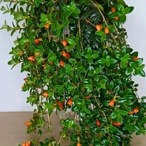Goldfish Plant Live Plant - 2-5 inch Nematanthus Hybrid Trailing Orange Bloom Houseplant for Hanging Baskets - Image 5